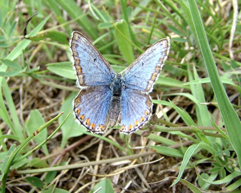 adonis blue ceronus